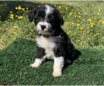 Small Photo #1 Aussiedoodle Miniature  Puppy For Sale in EL CAMPO, TX, USA