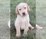 Small Photo #6 Labrador Retriever Puppy For Sale in SYRACUSE, IN, USA