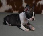 Small #1 French Bulldog
