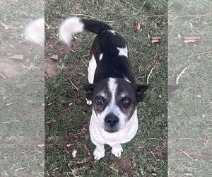 Rat-Cha Dogs for adoption in Phoenix, AZ, USA