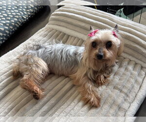 Mutt Dogs for adoption in Spring, TX, USA