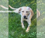 Small #5 Labrador Retriever Mix