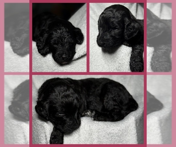 Medium Photo #19 Goldendoodle Puppy For Sale in HOWARD CITY, MI, USA