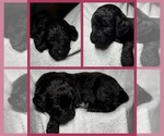 Small Photo #19 Goldendoodle Puppy For Sale in HOWARD CITY, MI, USA