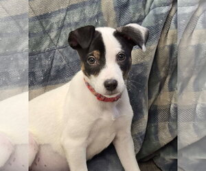 Mutt Dogs for adoption in Cliffwood, NJ, USA