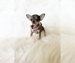 Small #7 Chihuahua