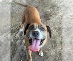 Small #1 Boxer Mix