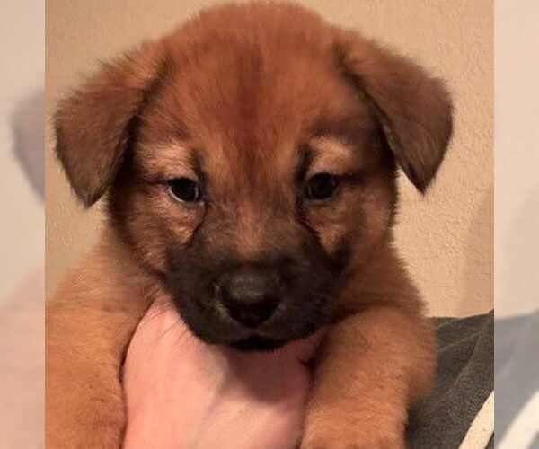 Medium Photo #1 Chow Chow Puppy For Sale in San Antonio, TX, USA