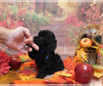 Small Photo #1 Poodle (Toy) Puppy For Sale in OSCEOLA, MO, USA