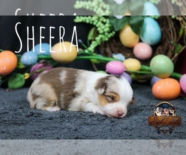 Medium Photo #15 Miniature Australian Shepherd Puppy For Sale in GRANBURY, TX, USA