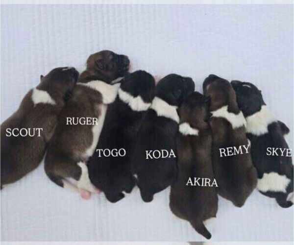 Medium Photo #1 Akita Puppy For Sale in STRAFFORD, MO, USA