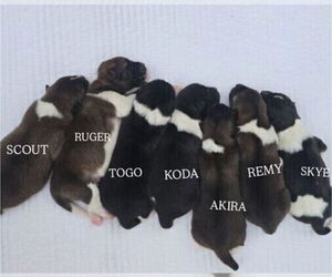 Akita Litter for sale in STRAFFORD, MO, USA