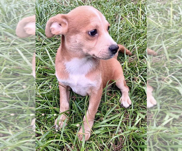Medium Photo #2 Labrador Retriever-Unknown Mix Puppy For Sale in Jefferson, NJ, USA