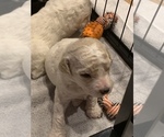 Small Photo #12 Goldendoodle-Poodle (Standard) Mix Puppy For Sale in AND, SC, USA