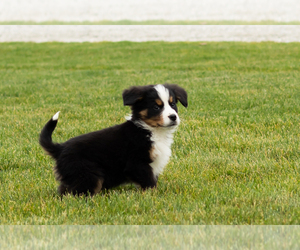 Bernese Mountain Dog Puppy for sale in SHIPSHEWANA, IN, USA