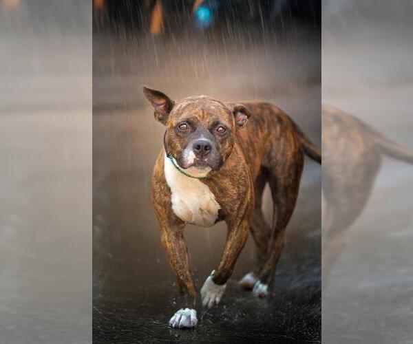 Medium Photo #1 American Pit Bull Terrier Puppy For Sale in Belleville, IL, USA