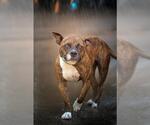 Small American Pit Bull Terrier