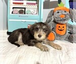 Small #2 Schnoodle (Miniature)