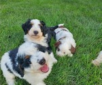Small #3 Miniature Bernedoodle