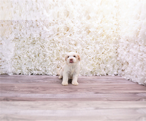 Malchi-Poodle (Toy) Mix Puppy for sale in FULLERTON, CA, USA