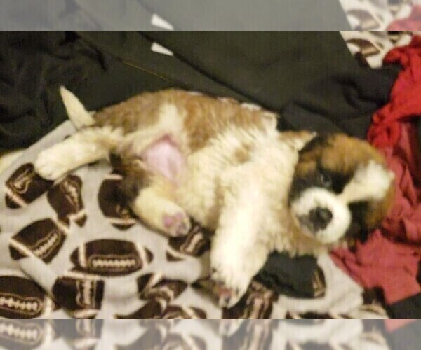 Medium Photo #3 Saint Bernard Puppy For Sale in TULSA, OK, USA