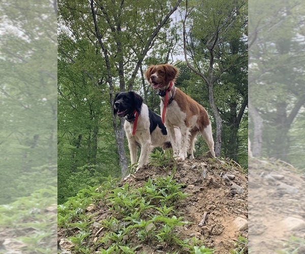 Medium Photo #1 Brittany Puppy For Sale in REHOBOTH, MA, USA