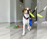 Small #8 Beagle Mix