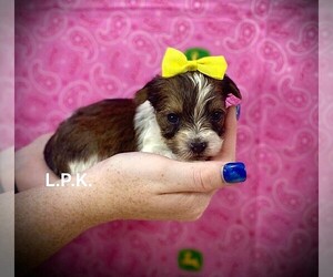 Yorkshire Terrier Puppy for sale in WINNSBORO, LA, USA