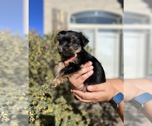 Yorkshire Terrier Puppy for sale in COOLIDGE, AZ, USA