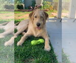 Small #2 Labradoodle