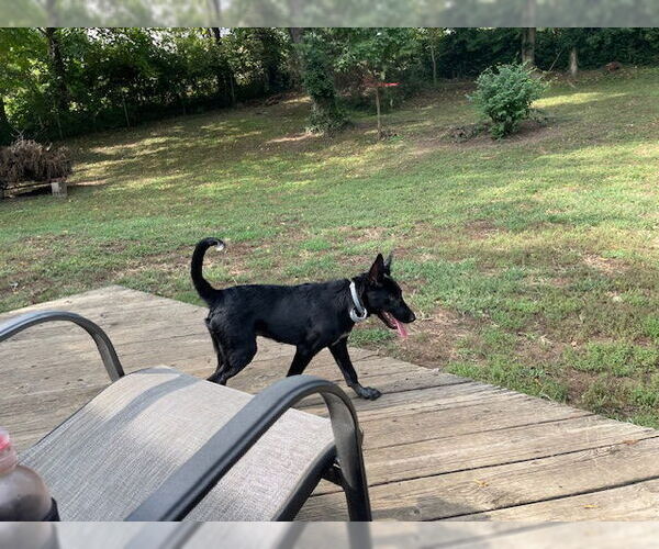 Medium Photo #5 Mutt Puppy For Sale in Kansas City, MO, USA