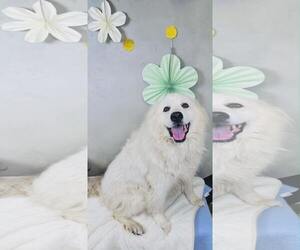 Great Pyrenees Dogs for adoption in Spring, TX, USA