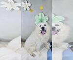 Small Great Pyrenees