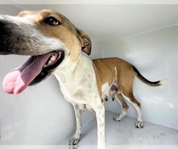 Medium Photo #1 Labrador Retriever Puppy For Sale in Houston, TX, USA