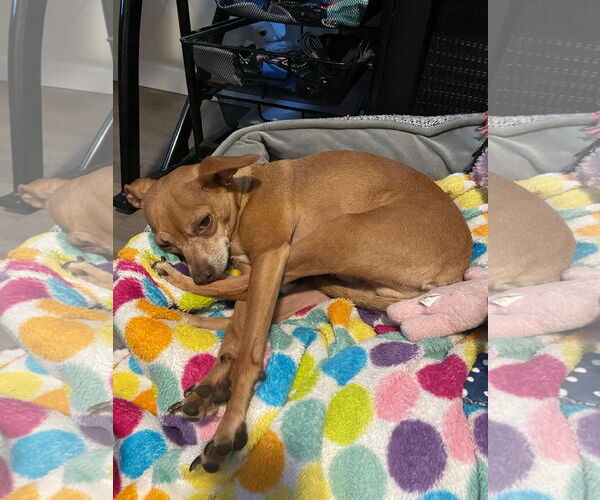 Medium Photo #4 Chihuahua-Unknown Mix Puppy For Sale in Littleton, CO, USA