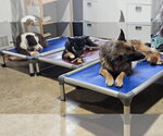 Small #5 German Shepherd Dog Mix