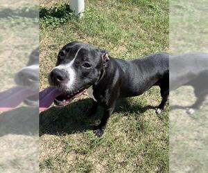 DOMINIQUE - Female Mutt Dog for Adoption - Photo #2