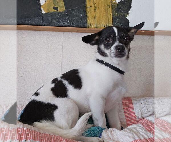 Medium Photo #3 Chihuahua-Unknown Mix Puppy For Sale in Wakefield, RI, USA