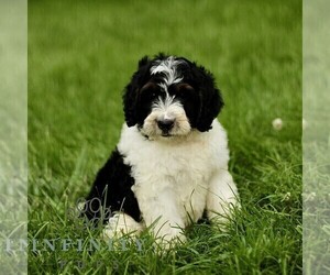 Bernedoodle (Miniature) Puppy for sale in NEW HOLLAND, PA, USA