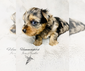 Yorkshire Terrier Puppy for sale in PARADISE, UT, USA
