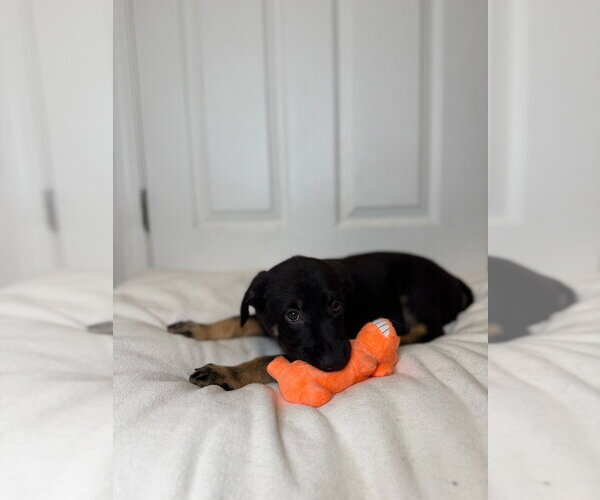 Medium Photo #4 German Shepherd Dog Puppy For Sale in Minneapolis, MN, USA