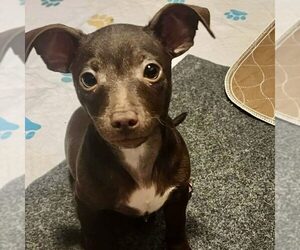 Chihuahua-Unknown Mix Dogs for adoption in Spring Lake, NC, USA