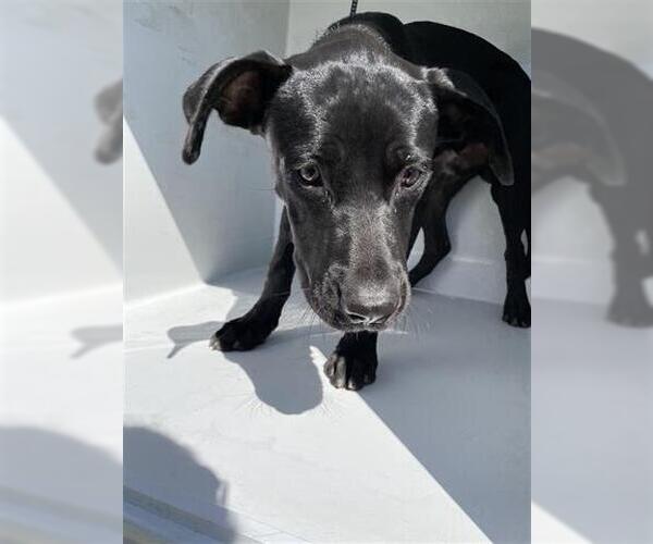 Medium Photo #1 American Pit Bull Terrier-Labrador Retriever Mix Puppy For Sale in Houston, TX, USA