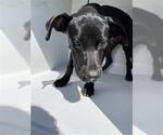 Small American Pit Bull Terrier-Labrador Retriever Mix