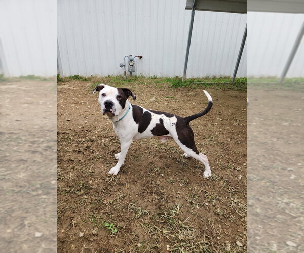 Medium Photo #5 Mutt Puppy For Sale in Evansville, IN, USA