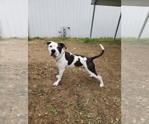 King Zeus - Male Mutt Dog for Adoption - Photo #5