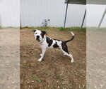 Small #4 Mutt