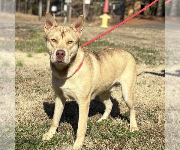 Medium Photo #4 Siberian Husky-Unknown Mix Puppy For Sale in Yardley, PA, USA