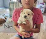 Puppy Taizo  Blue Co Shiba Inu