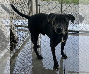 Mutt Dogs for adoption in Pryor, OK, USA